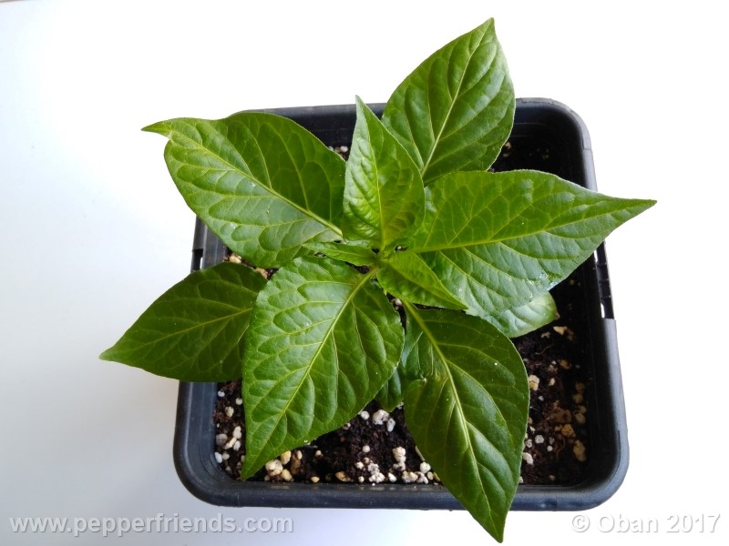 bhut-jolokia-chocolate_003_pianta_05.jpg