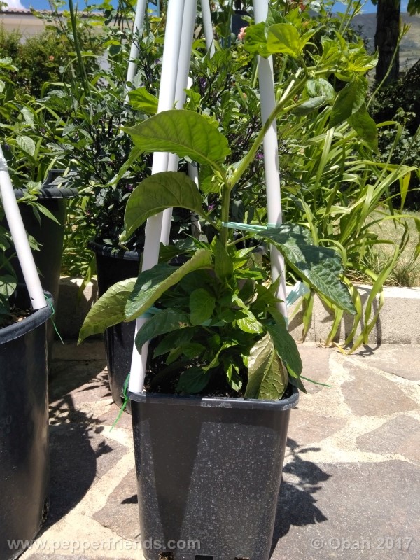 bhut-jolokia-chocolate_003_pianta_08.jpg