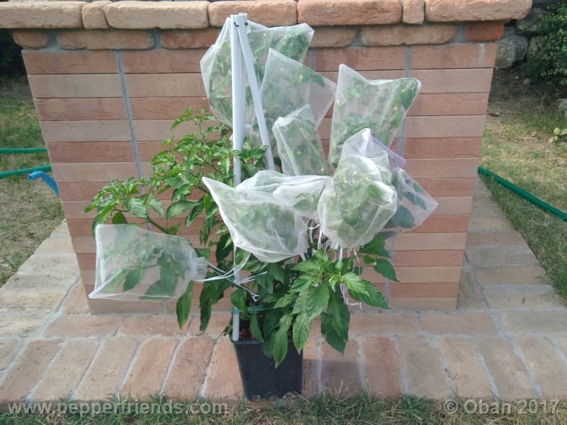 bhut-jolokia-chocolate_003_pianta_09.jpg