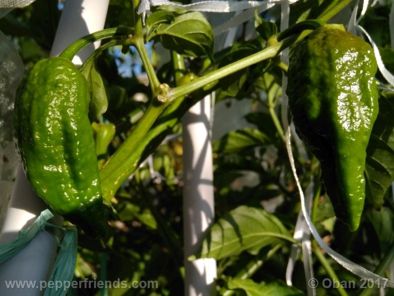 bhut-jolokia-chocolate_003_pianta_11.jpg