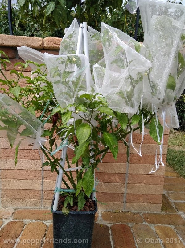 bhut-jolokia-chocolate_003_pianta_12.jpg