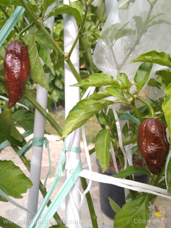 bhut-jolokia-chocolate_003_pianta_13.jpg