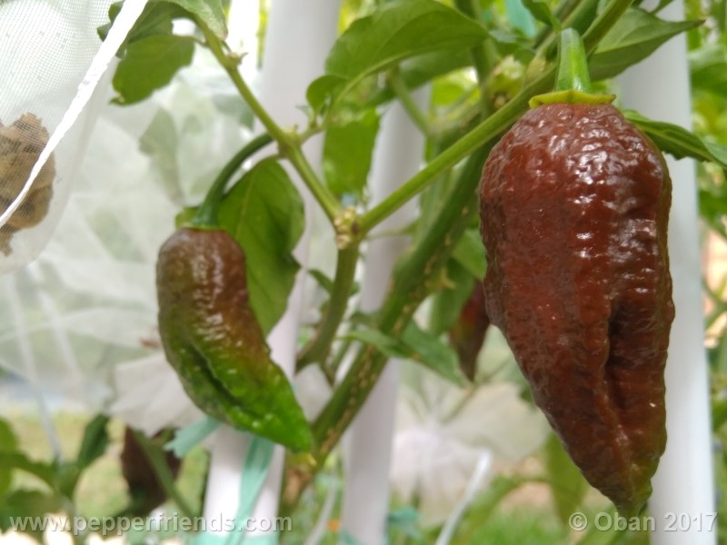bhut-jolokia-chocolate_003_pianta_14.jpg