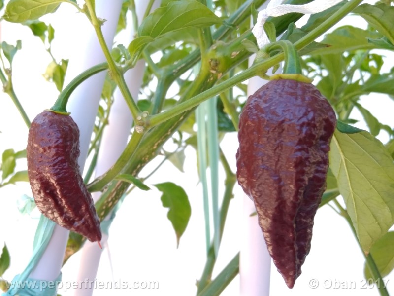 bhut-jolokia-chocolate_003_pianta_15.jpg