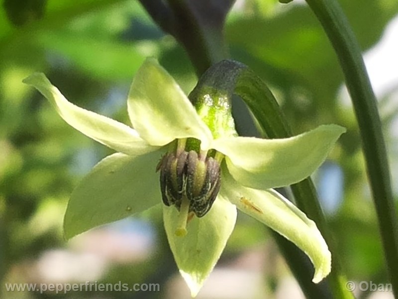 bhut-indian-carbon_001_fiore_03.jpg