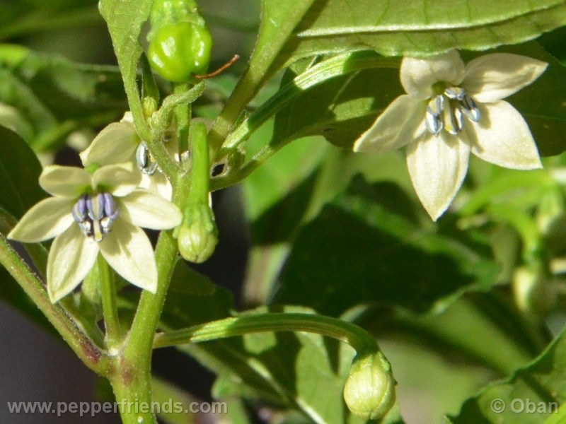 bhut-indian-carbon_001_fiore_06.jpg