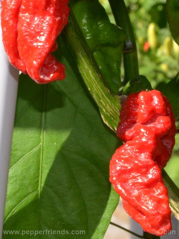 bhut-indian-carbon_001_frutto_13.jpg