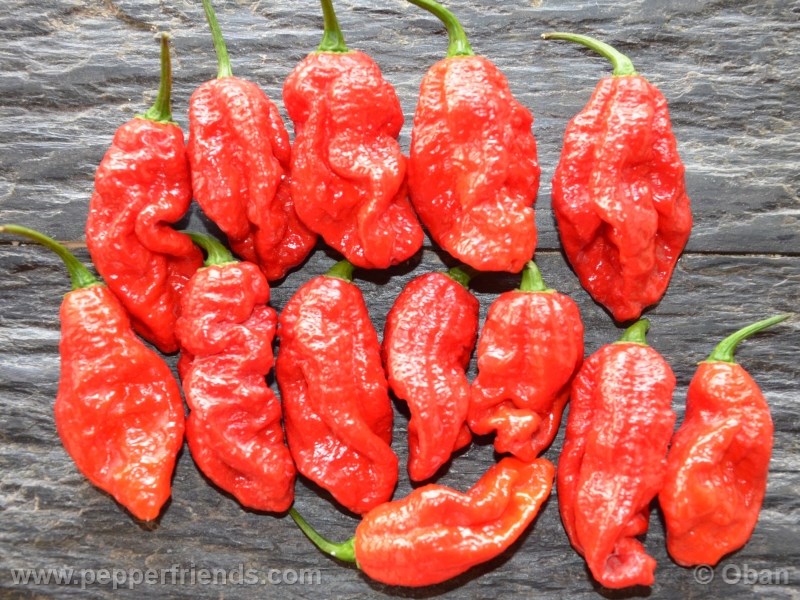 https://www.pepperfriends.org/uploads/bhut-indian-carbon/001/bhut-indian-carbon_001_frutto_14.jpg