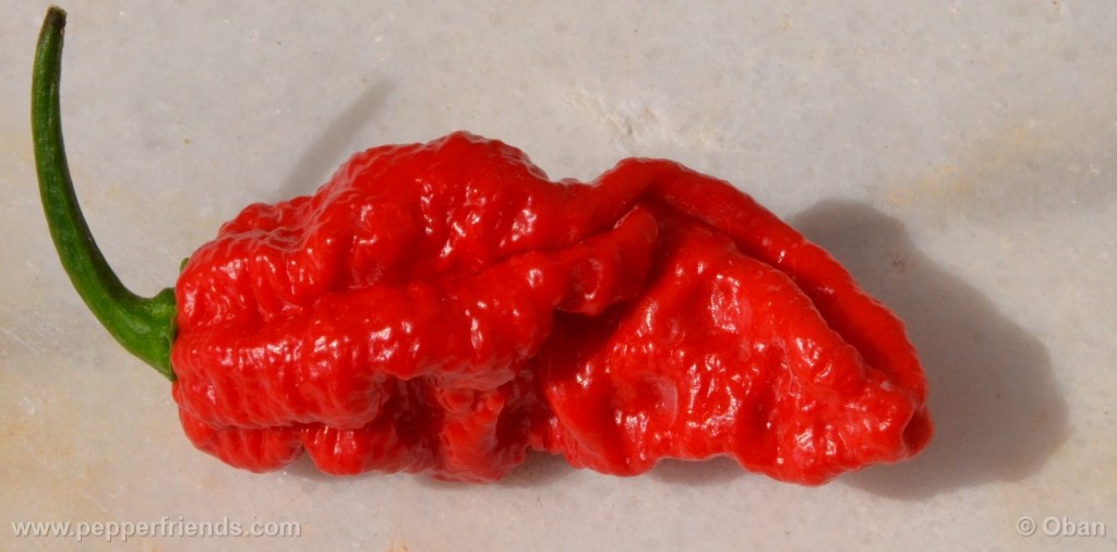 bhut-indian-carbon_001_frutto_15.jpg