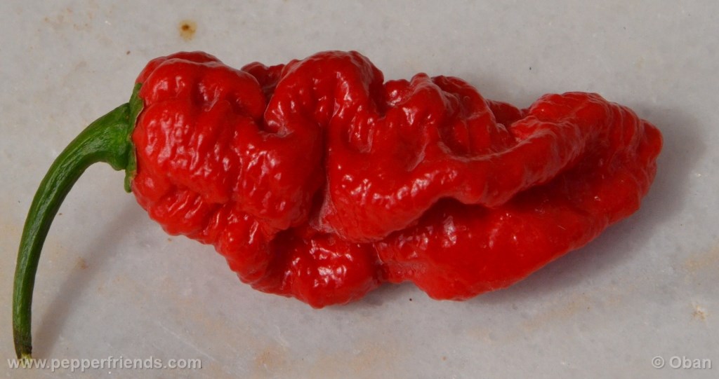 bhut-indian-carbon_001_frutto_16.jpg