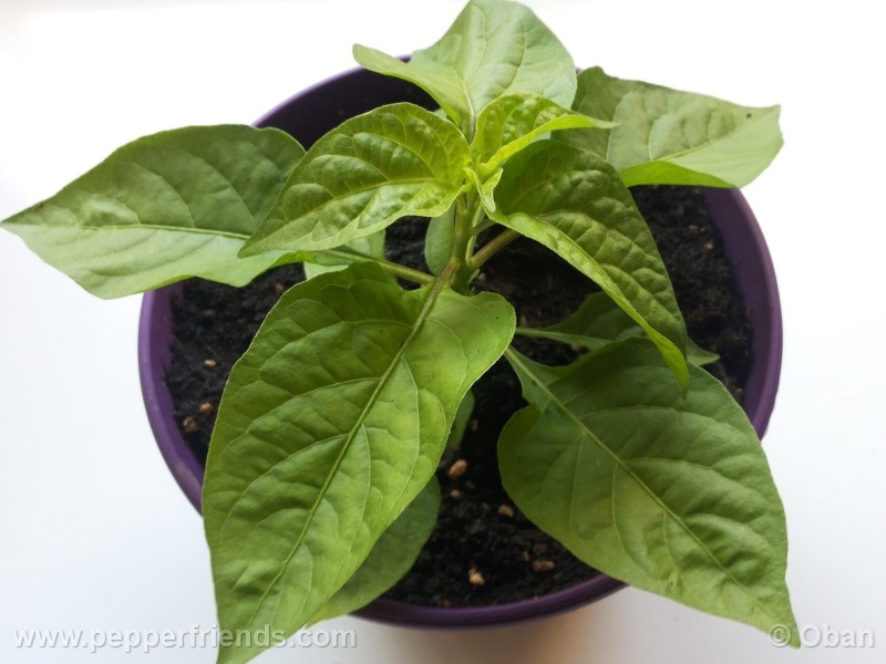 bhut-indian-carbon_001_pianta_04.jpg