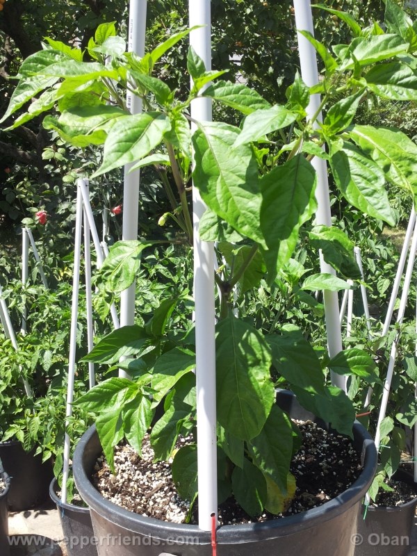 bhut-indian-carbon_001_pianta_08.jpg