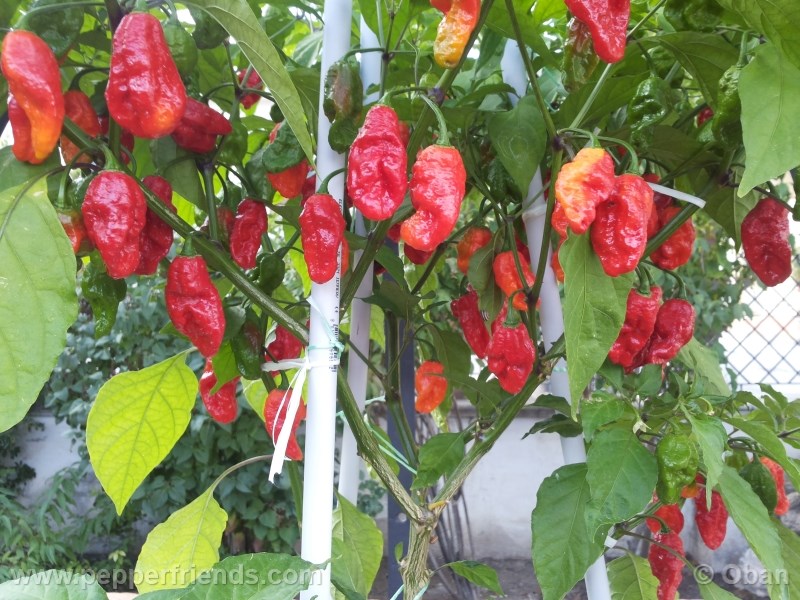 bhut-indian-carbon_001_pianta_14.jpg