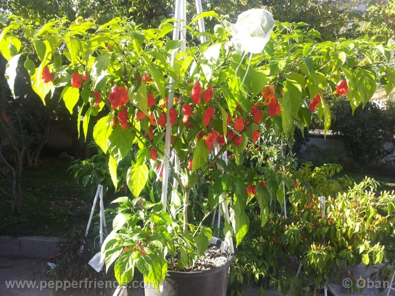 bhut-indian-carbon_001_pianta_15.jpg