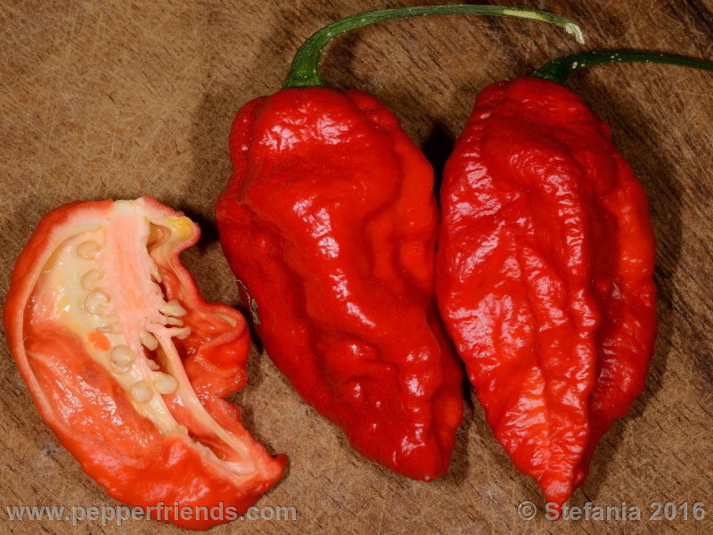 bhut-indian-carbon_002_frutto_01.jpg