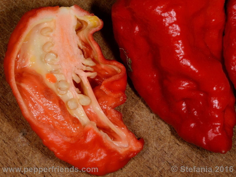 bhut-indian-carbon_002_frutto_02.jpg