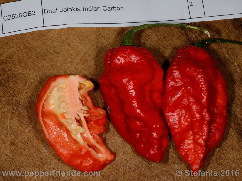 bhut-indian-carbon_002_frutto_03.jpg