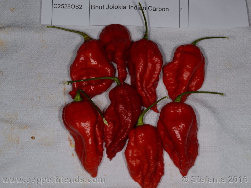 bhut-indian-carbon_002_frutto_04.jpg