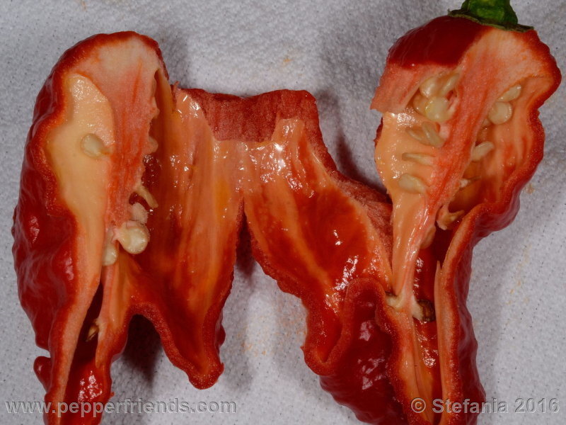 bhut-indian-carbon_002_frutto_05.jpg