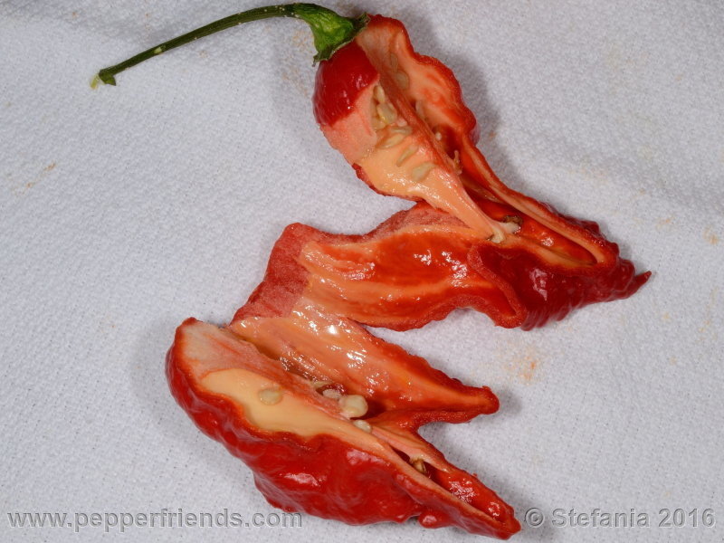 bhut-indian-carbon_002_frutto_06.jpg