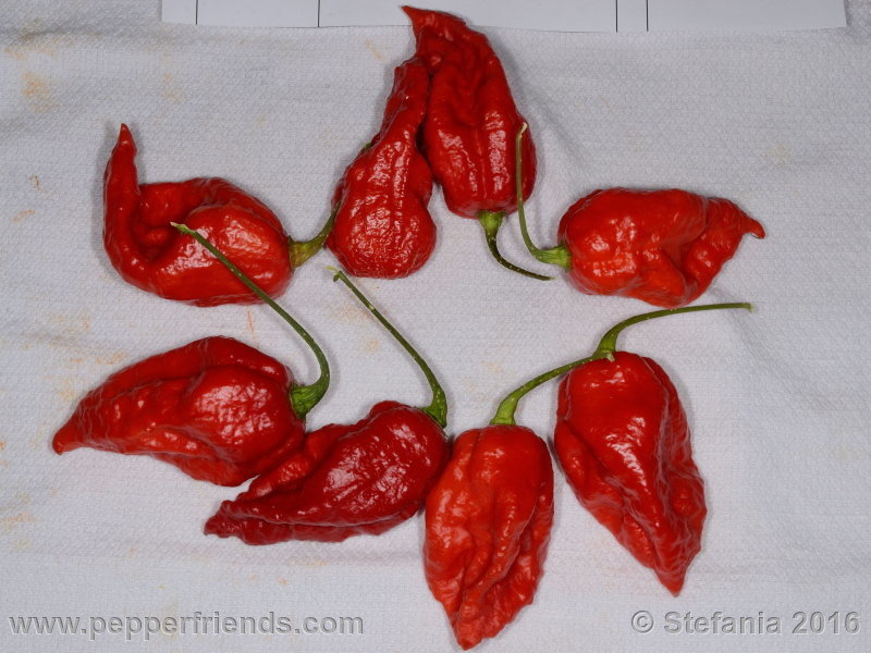 bhut-indian-carbon_002_frutto_07.jpg