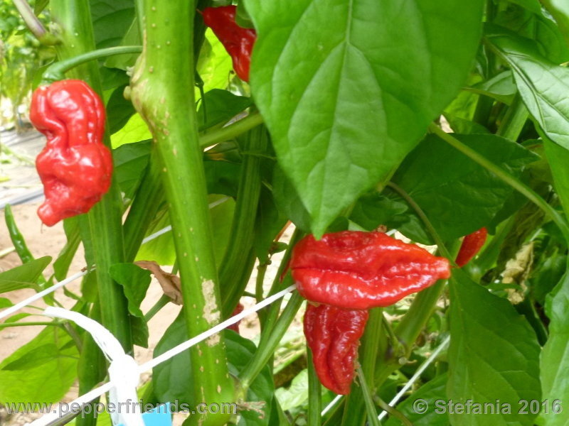 bhut-indian-carbon_002_pianta_01.jpg