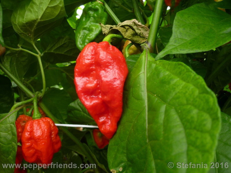 bhut-indian-carbon_002_pianta_02.jpg