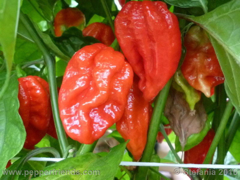 bhut-indian-carbon_002_pianta_03.jpg