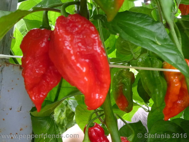 bhut-indian-carbon_002_pianta_04.jpg