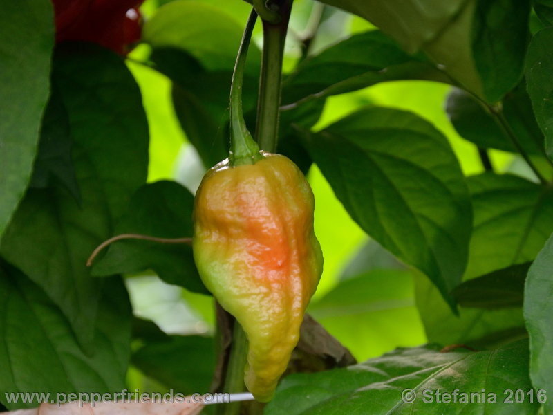 bhut-indian-carbon_002_pianta_06.jpg