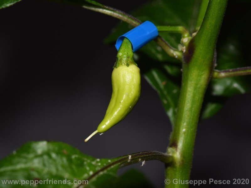 bhut-jolokia-caramel_001_12_NewBJCaramel_JF01_012.jpg