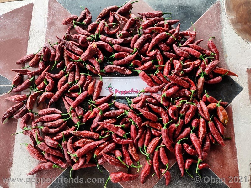 https://www.pepperfriends.org/uploads/bhut-jolokia-caramel/002/bhut-jolokia-caramel_002_frutto_24.jpg