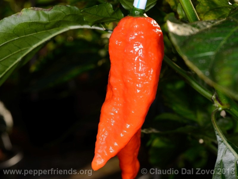 bhut-jolokia-cpi_001_frutto_02.jpg