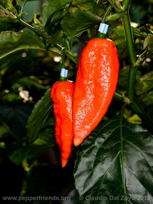 bhut-jolokia-cpi_001_frutto_03.jpg