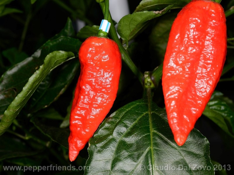 bhut-jolokia-cpi_001_frutto_05.jpg