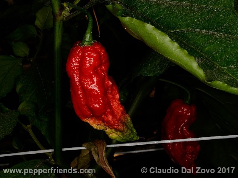 bhut-jolokia-cpi_001_frutto_10.jpg