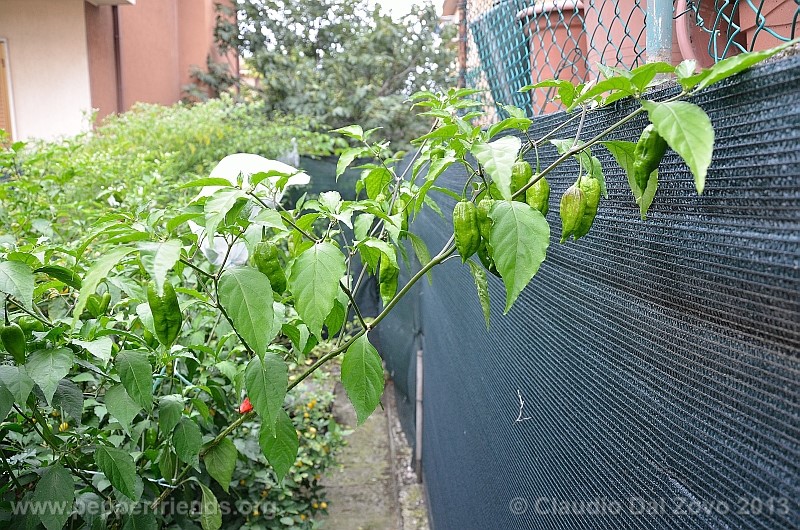 bhut-jolokia-cpi_001_pianta_10.jpg