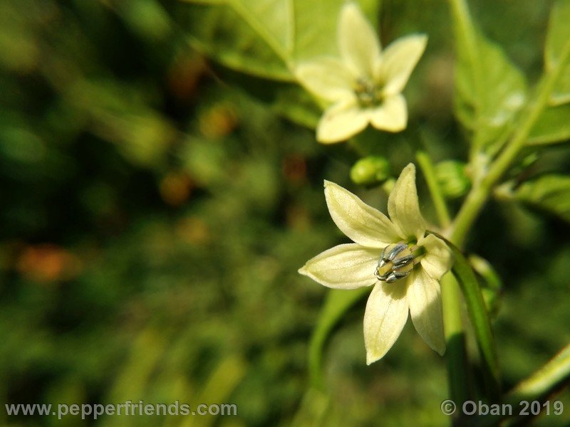 bhut-jolokia-cpi_002_fiore_04.jpg