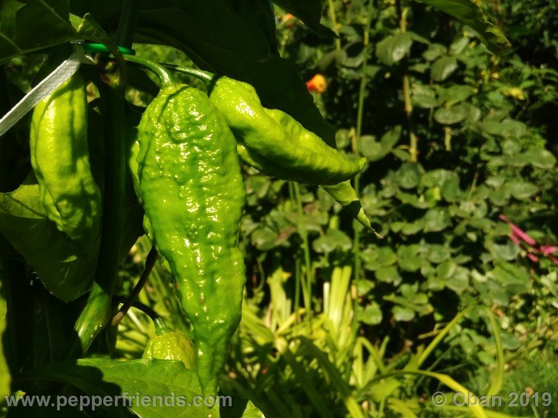 bhut-jolokia-cpi_002_frutto_09.jpg