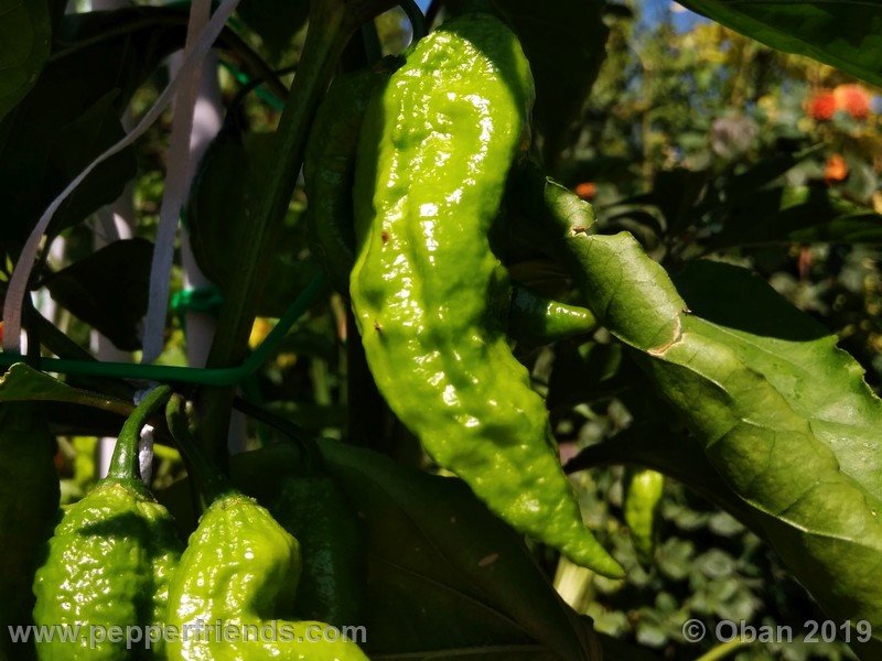 bhut-jolokia-cpi_002_frutto_13.jpg