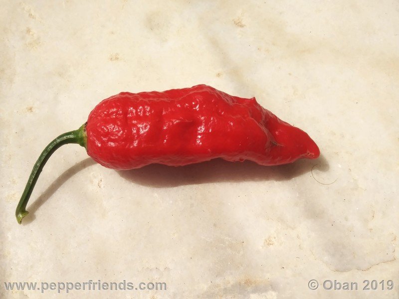 bhut-jolokia-cpi_002_frutto_19.jpg