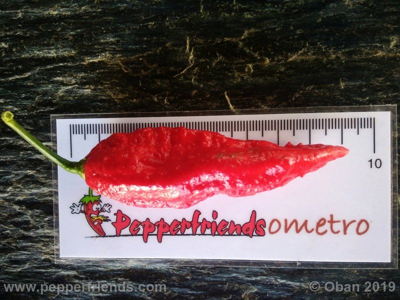 bhut-jolokia-cpi_002_frutto_31.jpg