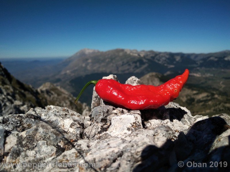 bhut-jolokia-cpi_002_frutto_33.jpg