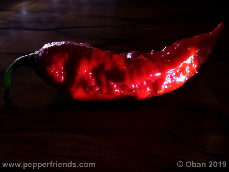 bhut-jolokia-cpi_002_frutto_35.jpg