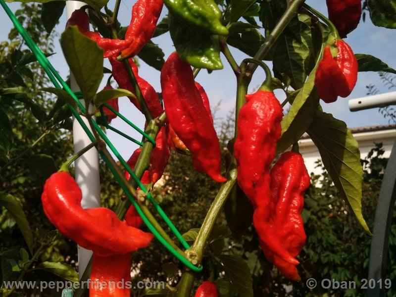 bhut-jolokia-cpi_002_frutto_37.jpg