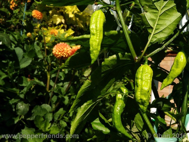 bhut-jolokia-cpi_002_pianta_09.jpg