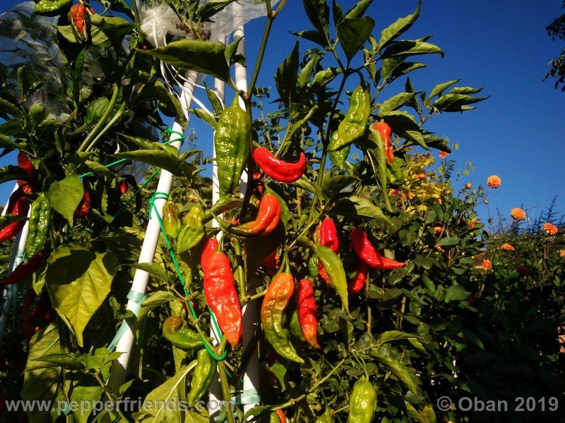 bhut-jolokia-cpi_002_pianta_11.jpg