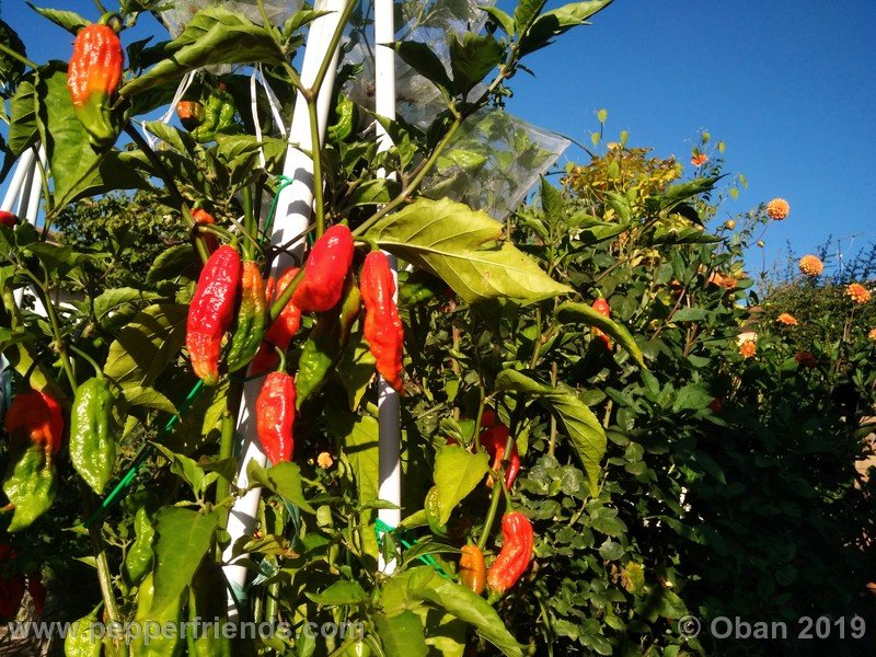 bhut-jolokia-cpi_002_pianta_12.jpg