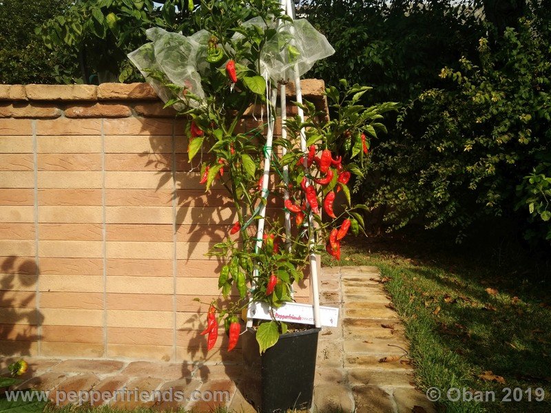 bhut-jolokia-cpi_002_pianta_13.jpg