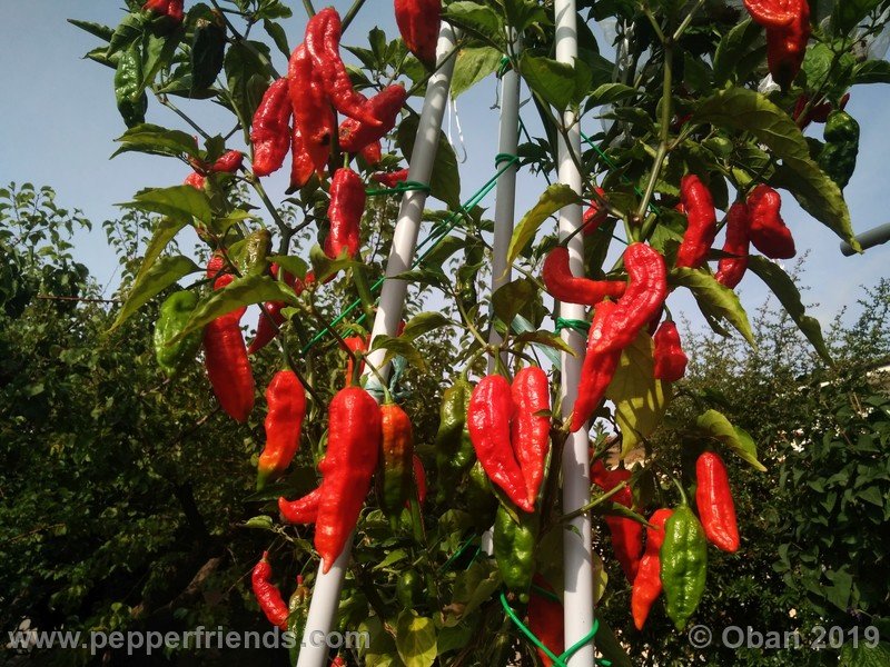 bhut-jolokia-cpi_002_pianta_16.jpg